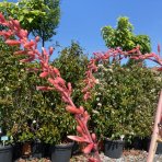 Juka červená (Hesperaloe Parviflora), výška: 50-60 cm , kont. C5L (-20°C)